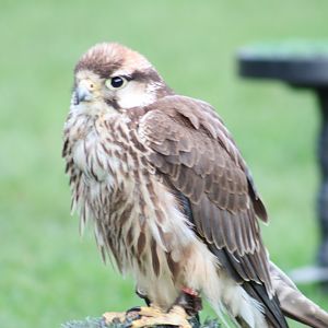 Lanner Falcon [Nov 2021]