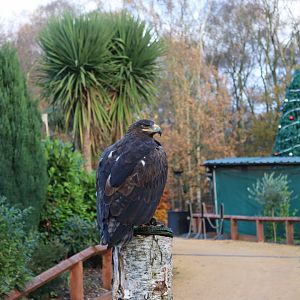 Steppe Eagle [Nov 2021]