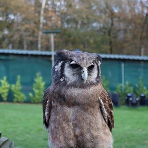 Milky Eagle Owl [Nov 2021]