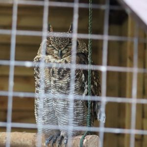 African Spotted Eagle Owl [Nov 2021]