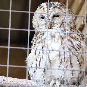 Tawny Owl [Nov 2021]