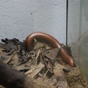 Ophistrptus guineensis [Jan 2022]