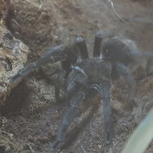 Brazilian Black Tarantula  [Jan 2022]