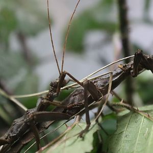 Trachyaretaon carmelae [Jan 2022]