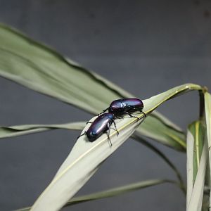 Chlorocala africana [Jan 2022]