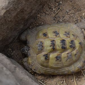 Tortoise ID ?