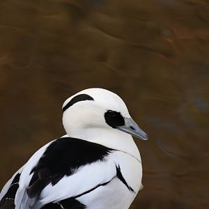 Smew