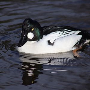 Eurasian Goldeneye