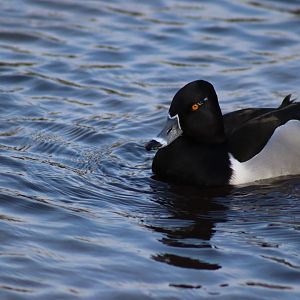 Ring-necked Duck