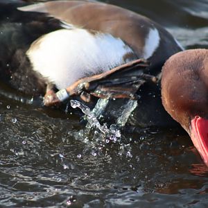 Red-crested Pochard