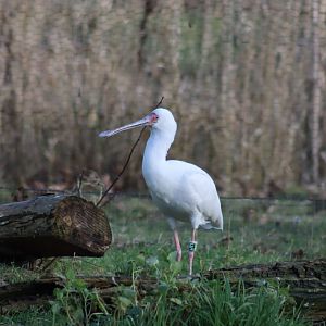 African Spoonbill