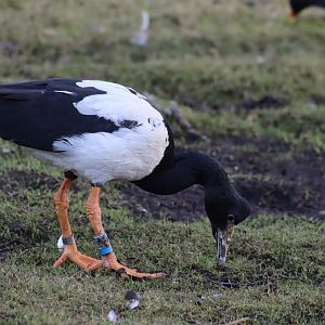 Magpie Goose