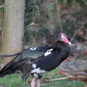 Black Spur-Winged Goose