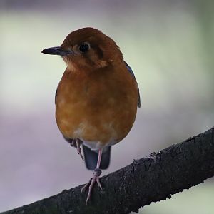 Orange-Headed Ground Thrush