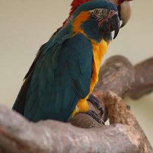 Blue-Throated Macaw