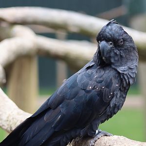 Red-Tailed Black Cockatoo