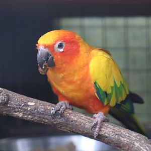 Sun Conure