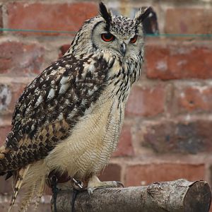 Rock Eagle-Owl