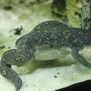 African Clawed Frog