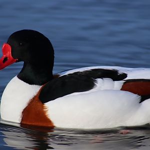 Common Shelduck