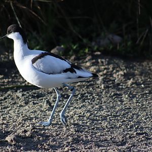 Pied Avocet