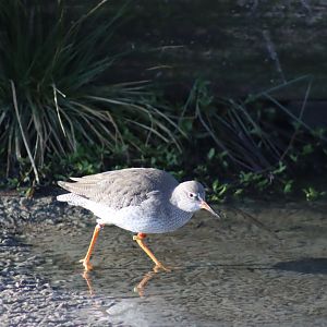 Common Redshank