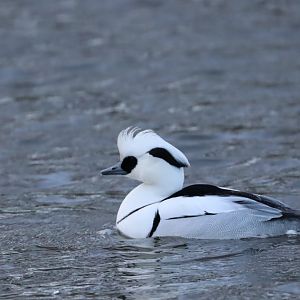 Smew