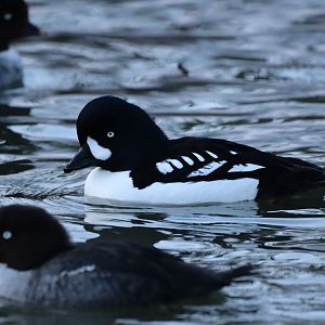 Barrow's Goldeneye