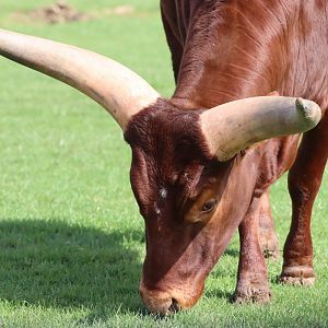 Ankole Watusi