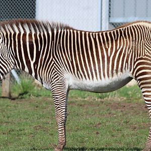 Grevy's Zebra