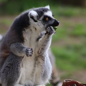 Ring-tailed Lemur