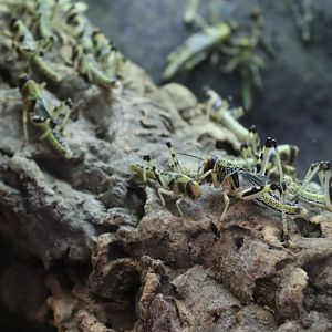 Desert Locust
