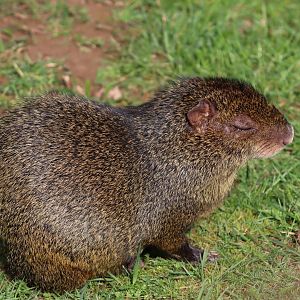 Azara's Agouti
