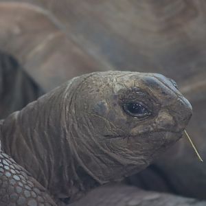 Aldabra Giant Tortoise