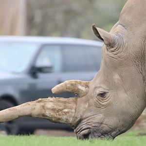 Southern White Rhinoceros