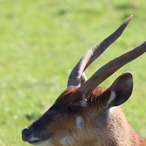 Western Sitatunga