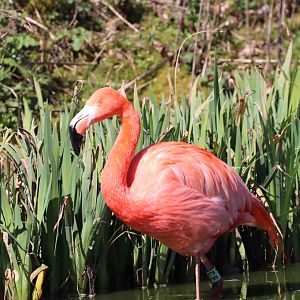 American Flamingo