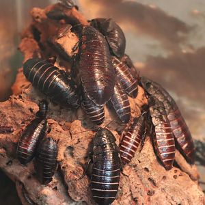 Gramphadorhina oblongonota