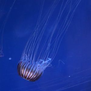 Japanese Sea Nettle