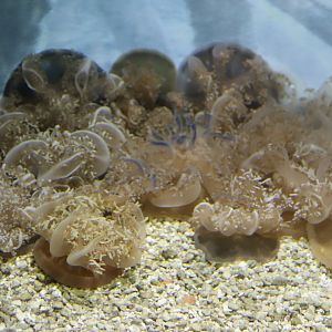 Upside-Down Jellyfish (Cassiopea sp.)