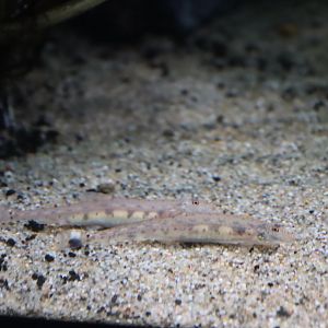 Horseface Loach