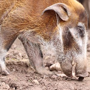 Red River Hog
