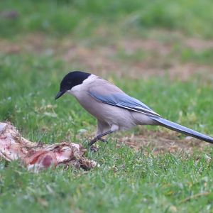 Asian Azure-Winged Magpie