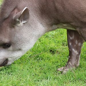 Lowland Tapir