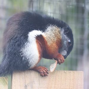 Sumatran Prevost's Squirrel