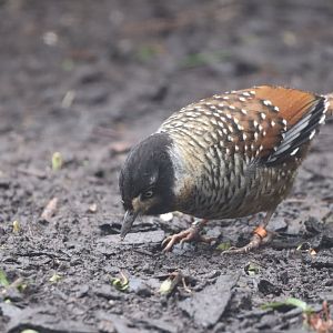 Spotted Laughing-Thrush