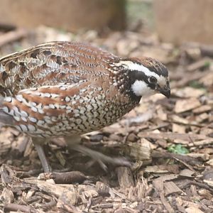 Northern Bobwhite Quail