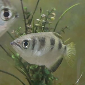 Banded Archerfish