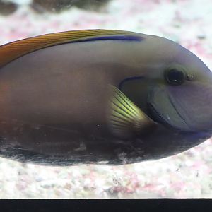 Horseshoe Surgeonfish