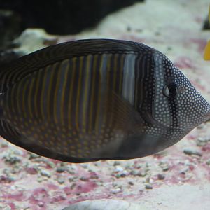 Indian Sailfin Tang